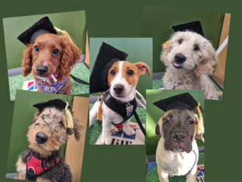 Puppy Class Grads